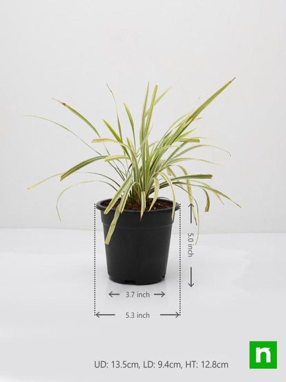 ophiopogon jaburan variegated - plant