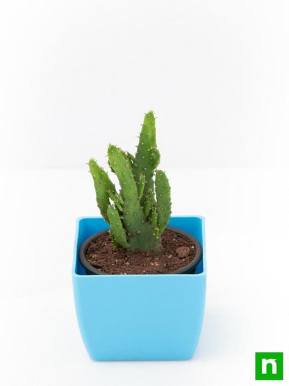 opuntia monacantha - plant