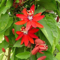 Passion Flower Red - 8" Pot