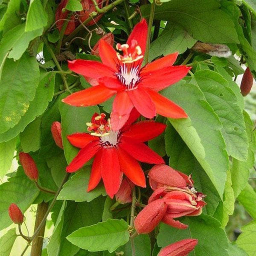 Passion Flower Red - 8" Pot