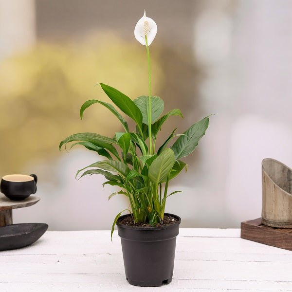 Top 2 Air Purifying Plants (Peace lily + Snake Plant)  in Colorful Pots
