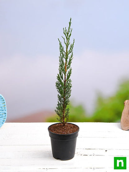 pencil pine cypress - plant