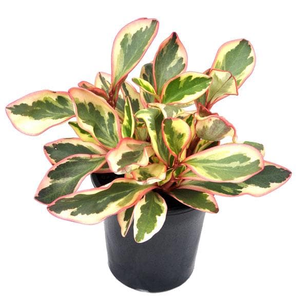 Peperomia Clusiifolia - 4" Pot