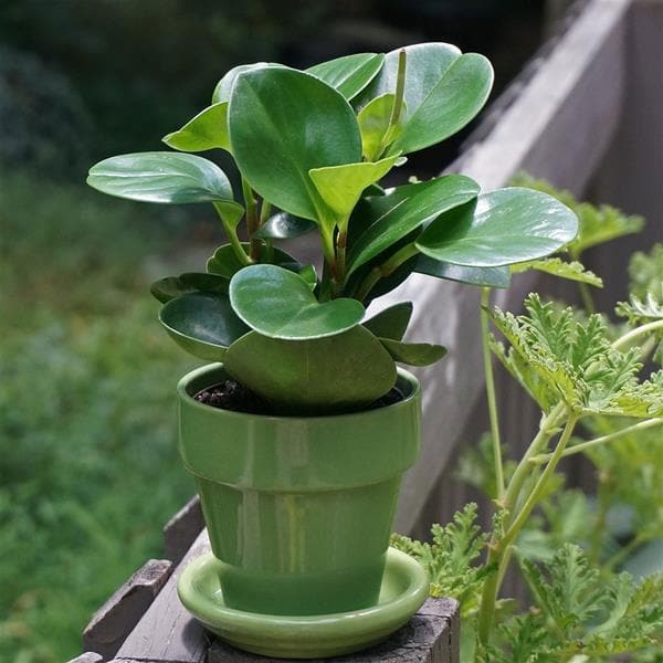 Pet-Safe Plant Trio for Cat & Dog Homes