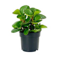 Peperomia - 5" Pot