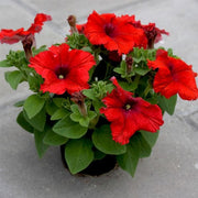 Petunia Red - 5" Pot