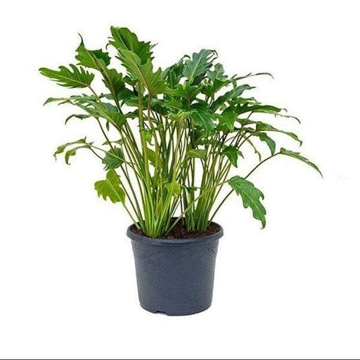 Philodendron lacerum - 6" Pot