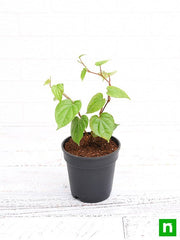 Betel Leaf - 7" Pot