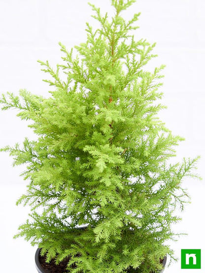 cypress golden - plant