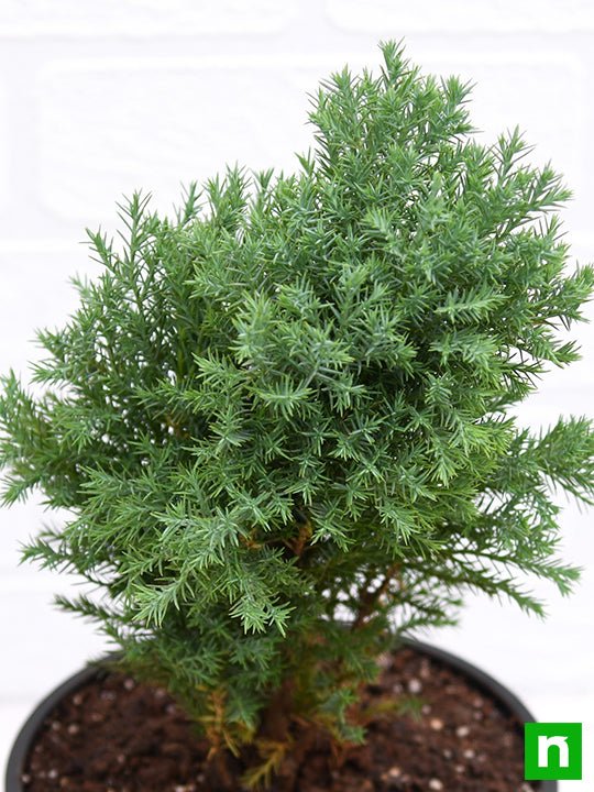 Juniper - 5" Pot