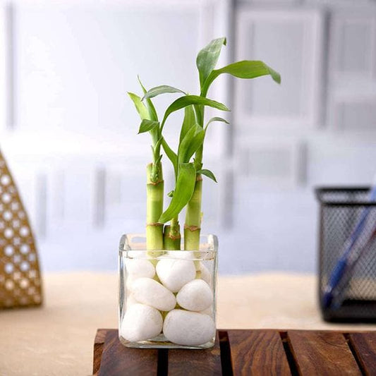 Low-Light Survival Plant Trio