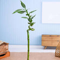 60 cm Spiral Stick Lucky Bamboo