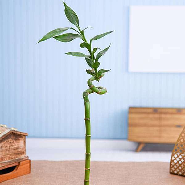 60 cm Spiral Stick Lucky Bamboo