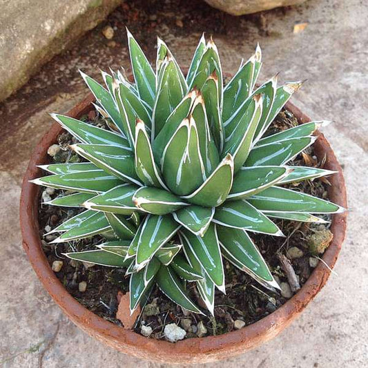 agave victoriae - plant