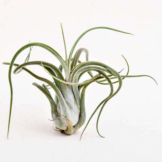 air plant - plant