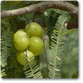 Amla Grafted - 10" Grow bag