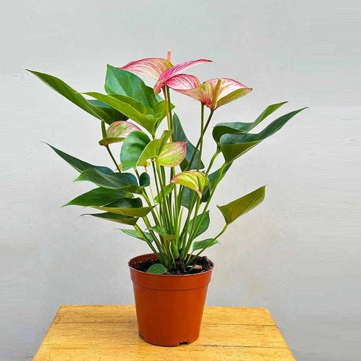 Anthurium tricolor - 6" Pot