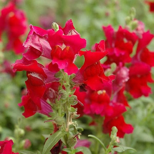 antirrhinum - plant