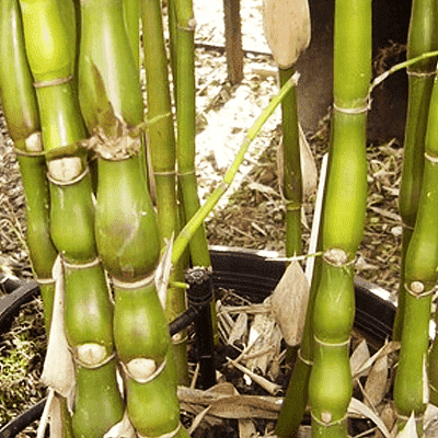 Bamboo Tree