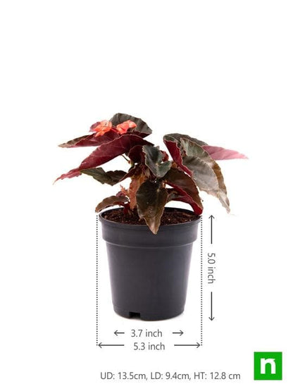 angel wing begonia (any color) - plant