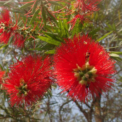 bottle brush - plant