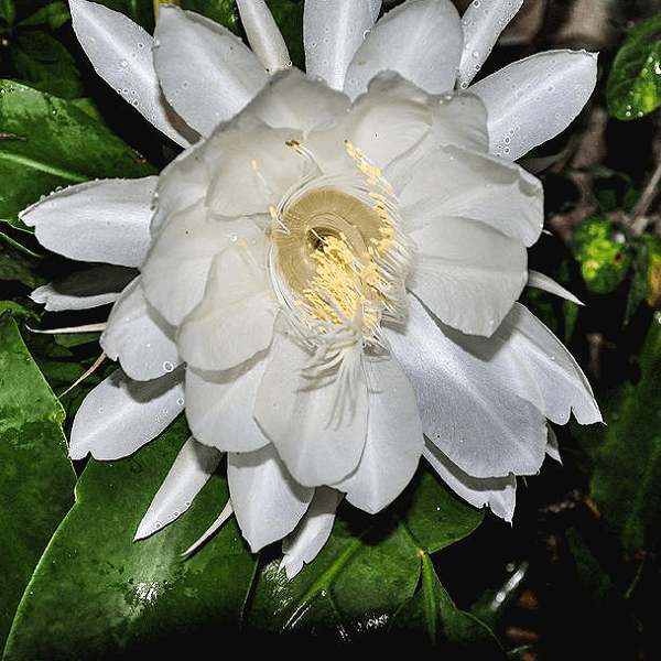 Queen of the Night - 6" Pot