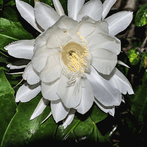 Queen of the Night - 10" Grow bag