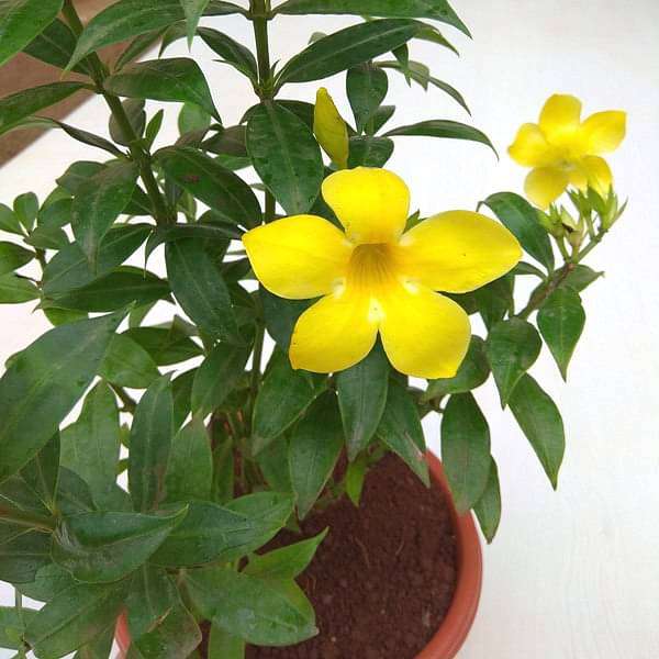 Bush Allamanda (Yellow) Plant in 10 inch Grow Bag