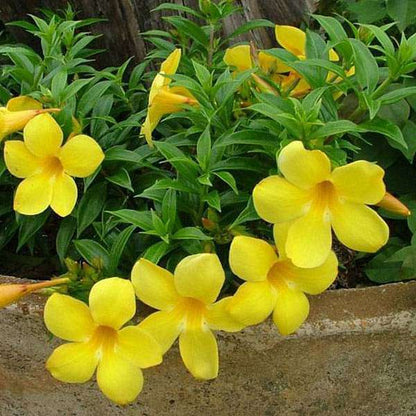 Bush Allamanda, Allamanda cathartica (Yellow) Plant in 5 inch Pot