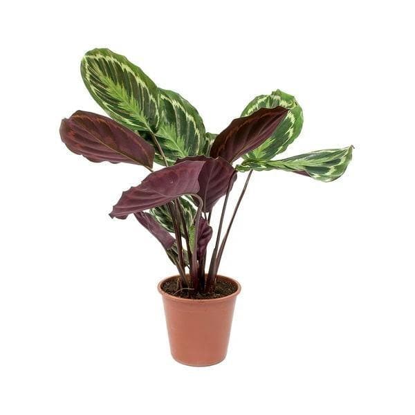 Calathea roseopicta medallion - 5" Pot