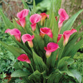 Calla Lily Mixed - 6" Pot