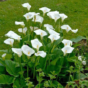 Calla Lily Mixed - 6" Pot