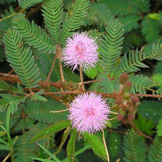 Chuimui, Touch me not, Mimosa pudica Plant in 5 inch Pot