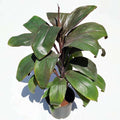 Dracaena Mahatma Cordyline - 8" Pot