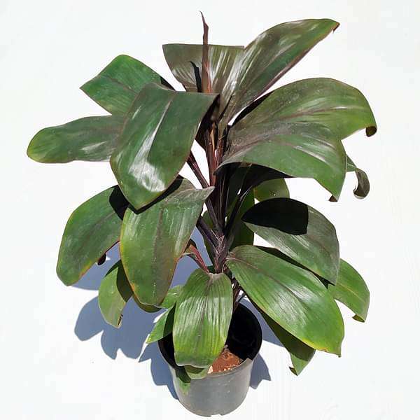 Dracaena Mahatma Cordyline - 8" Pot