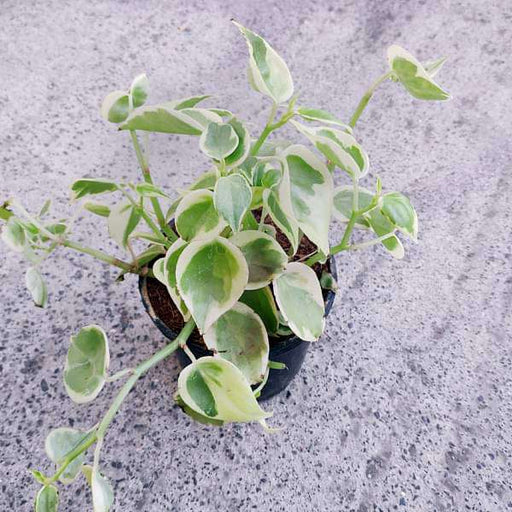 Cupid Peperomia Variegated - 3" Pot