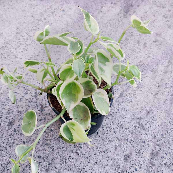 Cupid Peperomia Variegated - 4" Pot