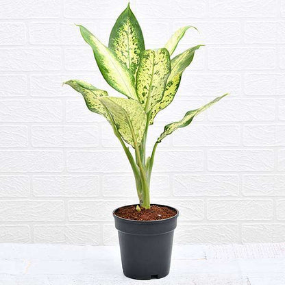 dieffenbachia camilla - plant