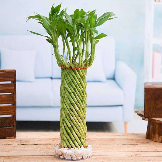 fengshui wheel arrangement lucky bamboo in a bowl with pebbles - plant