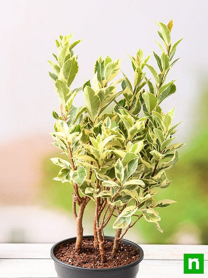 ficus safari - plant
