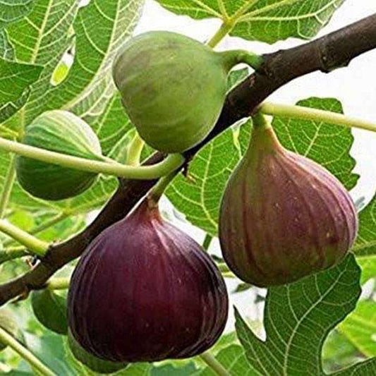 Home Garden Fruit Trio