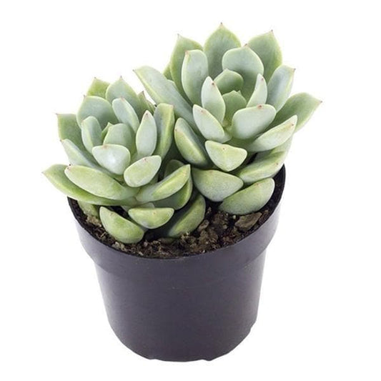 Succulent Garden Pack of 5