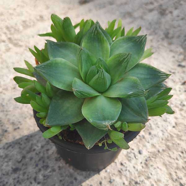 haworthia cymbiformis - plant