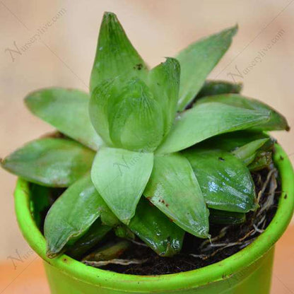haworthia cymbiformis - plant
