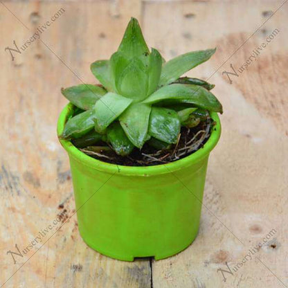 haworthia cymbiformis - plant