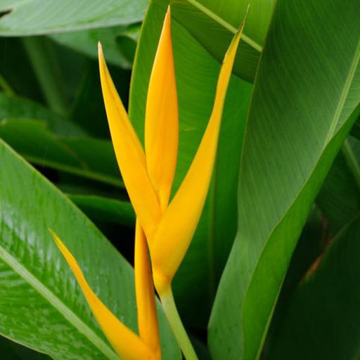 Heliconia Psittacorum Golden Tourch - 10" Grow bag