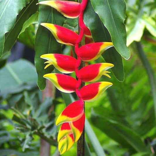 heliconia rostrata - plant