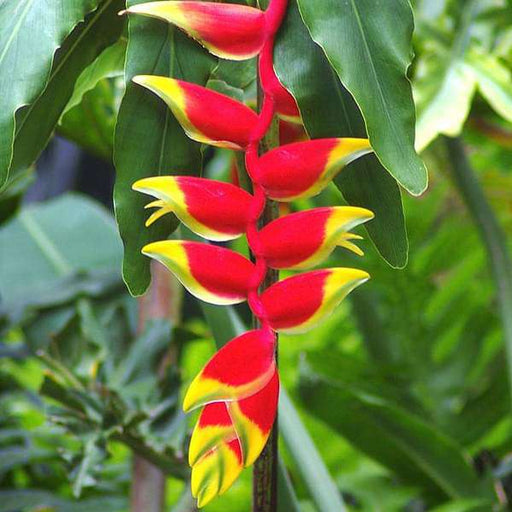 Heliconia - 10" Grow bag