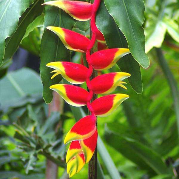 Heliconia - 6" Pot