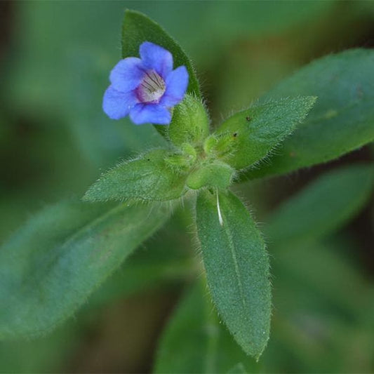 hemigraphis latebrosa - plant